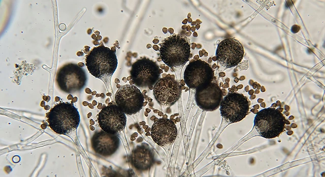 1.1 微生物界におけるカビの位置づけ